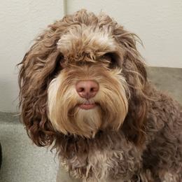 Tucker - Cockapoo