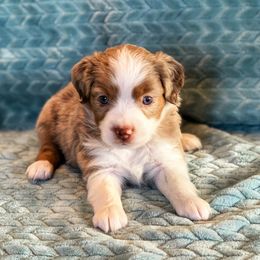 Miniature Australian Shepherd Puppies from AG Aussies