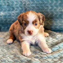 Miniature Australian Shepherd Puppies from AG Aussies