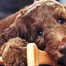 Double Doodles and Goldendoodles from Cute & Curly Doodles
