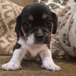 Dolly - Black tan and white female Beagle puppy in Salina, Kansas from Peace Love frenchies