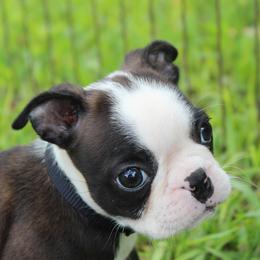 Nixi ready sept 11 - Black brindle and white female Boston Terrier puppy in Brooksville, Florida from I Love Pups