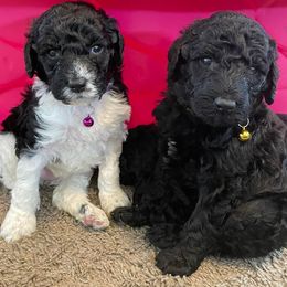 Poodles from Pool Party Poodles