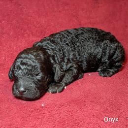 Onyx - Black male Cockapoo puppy in Sunset, Louisiana from Cano Cockapoos