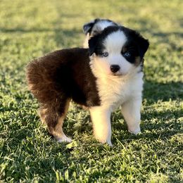 Stitch - Black tri male Miniature Australian Shepherd puppy in Lincoln, California from Country Dreams Mini Aussies