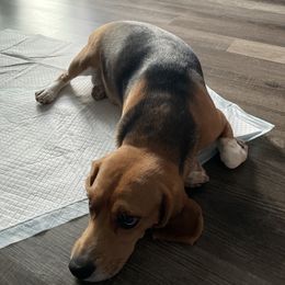 Beagle puppies from Dior & Gunner's beagle adventure