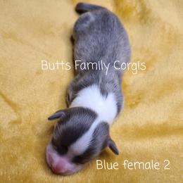 Girl 4 - American Corgi puppy in Cameron, North Carolina from Butts Family Corgis