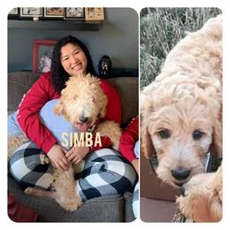Goldendoodle Puppies from Lu Doodles