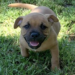 Staffordshire Bull Terriers from Kari's Staffys