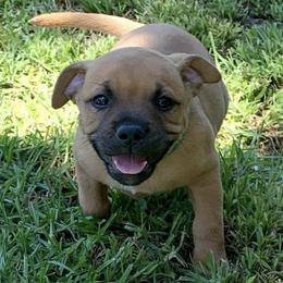 Staffordshire Bull Terriers from Kari's Staffys