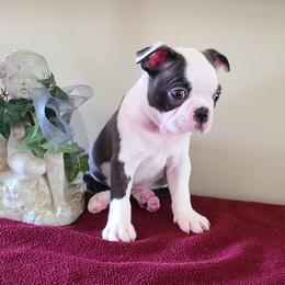 Cupid - Seal and white male Boston Terrier puppy in Rogersville, Alabama from Angel's Boston Terriers and French Bulldog