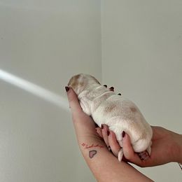 Dachshund Puppies from Magnolia Dachshunds