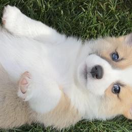 Miniature Australian Shepherd and Pembroke Welsh Corgi Puppies from Grit Phillips