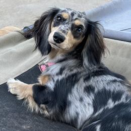Panda - Dachshund