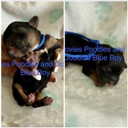 Cavapoo Puppies from Lovies Poodles and Doodles