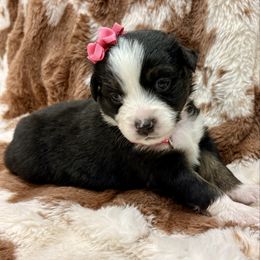 Dark pink - Black tri female Miniature Australian Shepherd puppy in 32046, Florida from River Hill Ranch