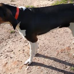 Treeing Walker Coonhounds from JAG Farms