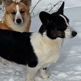 Aliyah - Cardigan Welsh Corgi