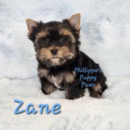Zane - Black and tan male Yorkshire Terrier puppy in Adair, Oklahoma from Phillippe's Puppy Paws