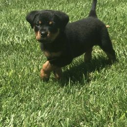 Rottweiler Puppies from Central Valley Rottweilers