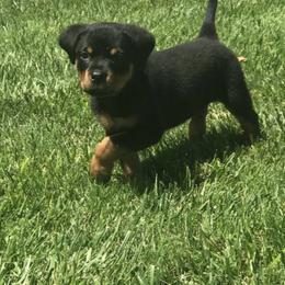 Rottweiler Puppies from Central Valley Rottweilers