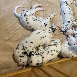 Dalmatian Puppies from Whispered Spots Dalmatians