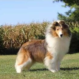 Tally - Shetland Sheepdog