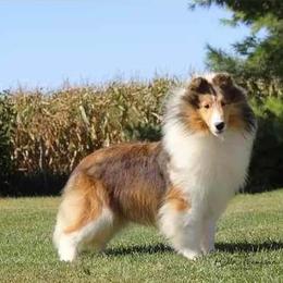 Tally - Shetland Sheepdog