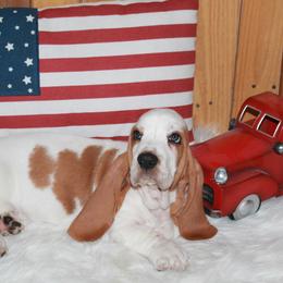 Gimli Luke - Lemon and white male Basset Hound puppy in Dover, Arkansas from S&S American Bassets