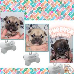 French Bulldog, Shetland Sheepdog, Yorkipoo, and Yorkshire Terrier Puppies from Ioney's Southern Paws Shelties, Frenchies, and Yorkies