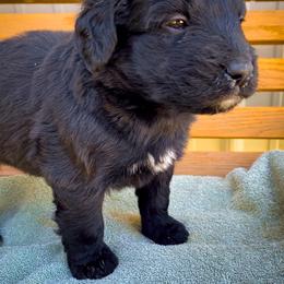 Bernedoodle and Siberian Husky Puppies from Timberline Paws