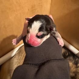 Bentley - Black and white male Pomsky puppy in Greenfield, Minnesota from SRF Pomskies