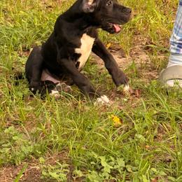Kona - Black male Great Dane puppy in Montgomery, Texas from KD Sweet Southern Danes