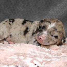 Miniature American Shepherds and Miniature Australian Shepherds from Integrity Aussies Tx