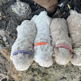 Cockapoo Puppies from East St. Poodles & Doodles