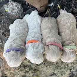 Cockapoo Puppies from East St. Poodles & Doodles