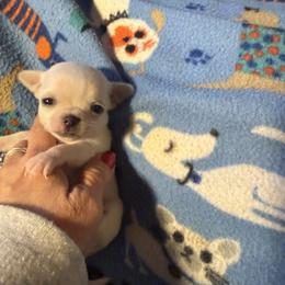 Khaari - Cream and white female Chihuahua puppy in Beaumont, Texas from Anastasia’s Tiny Pupps