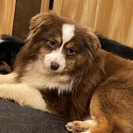 Tweety - Toy Australian Shepherd