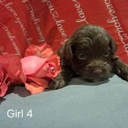 Aussiedoodle and Cockapoo Puppies from Ouachita River Cockapoos