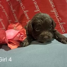 Aussiedoodle and Cockapoo Puppies from Ouachita River Cockapoos