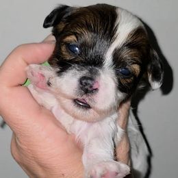 Green - Black gold and white male Shihpoo puppy in Vernon, Texas from Sugarland's Texas Goldendoodles