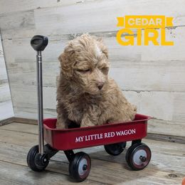 Cedar - Red female Bernedoodle puppy in Cambridge, Minnesota from Country Meadow Doodles