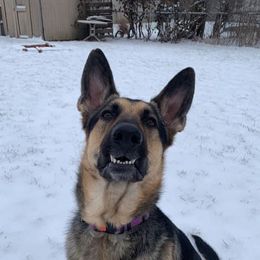 German Shepherd Puppies from Sandy’s Shepherds