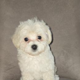 Buttercup - Cream female Maltipoo puppy in Brooksville, Florida from DeVall Maltipoos