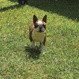 Marley - Boston Terrier
