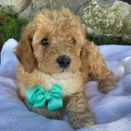 Gus (Teal Bow) - Parti male Goldendoodle puppy in Germantown, Maryland from Honey Blossom Doodles