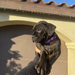 Cane Corso Puppies from ThinLine Cane Corso
