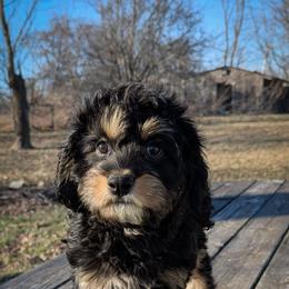 Jet - Black and tan male Cavapoo puppy in Seattle, Washington from WW Cavapoos