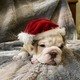 Bulldog Puppies from Semper Fi Bulldogs