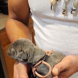 Cane Corso Puppies from Stephenson's Kennel